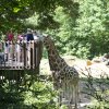 People feeding giraffe from observation deck at zoo