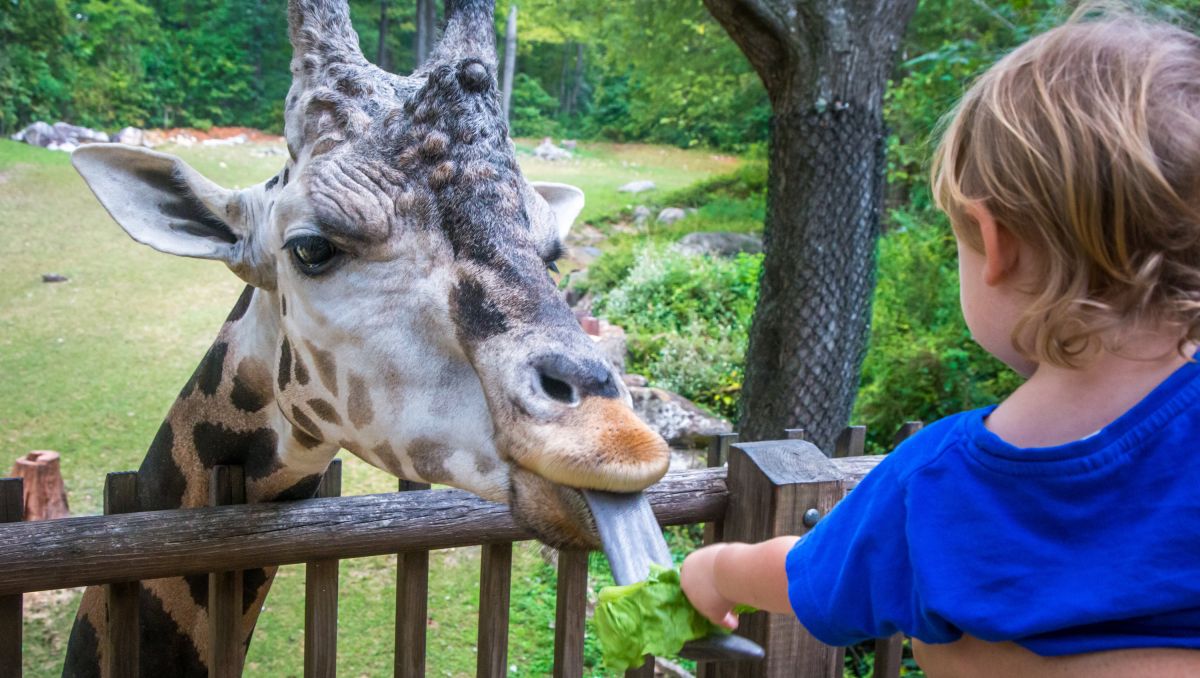 Small child feeding giraffe at North Carolina Zoo