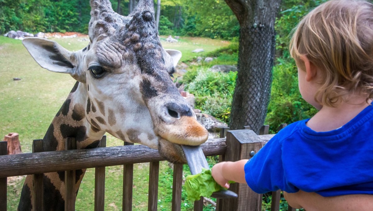  A young child feeds a giraffe a piece of lettuce through a wooden fence, the giraffe's long tongue reaching out to grab the treat. The lush greenery of the habitat provides a natural backdrop to the up-close animal encounter.