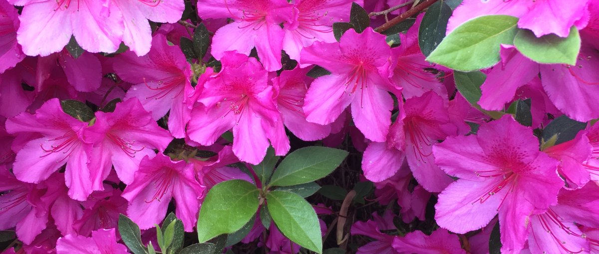 Closeup of bright pink azaleas in full bloom