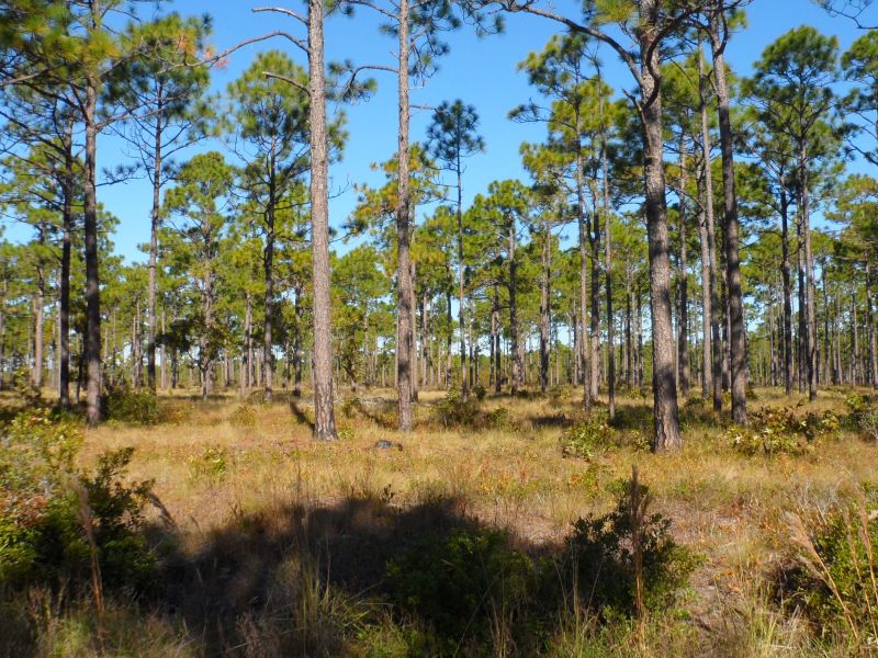 Angola Bay Game Land | VisitNC.com