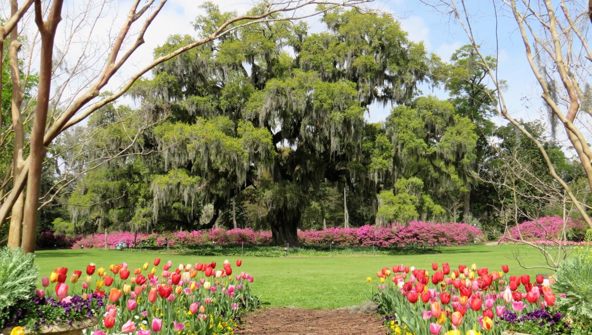 Large Airlie Oak tree surrounded by bright plants and flowers
