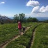 Woman walking dog atop green mountain trail