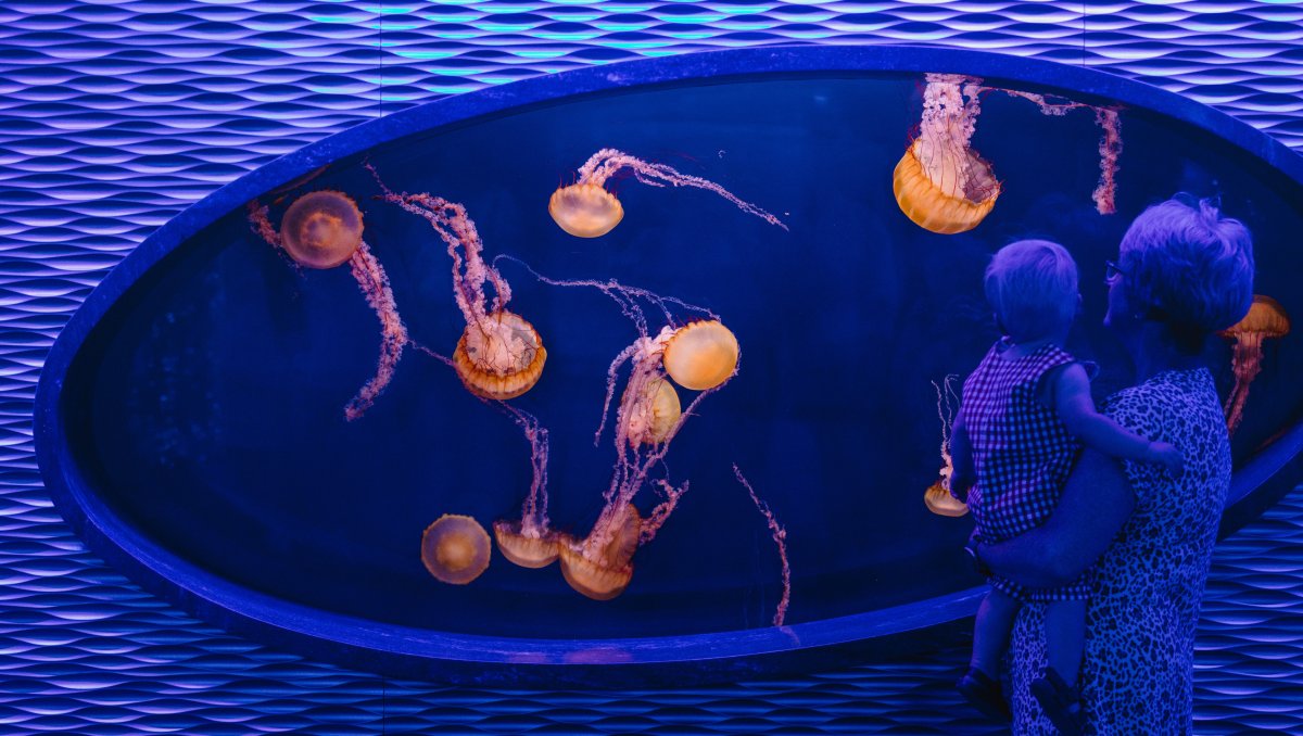 Woman holding small child inside aquarium, looking in jellyfish tank 