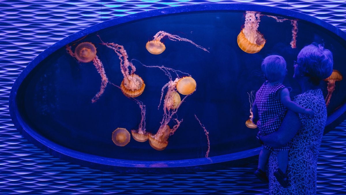 Woman holding small child inside aquarium, looking in jellyfish tank 
