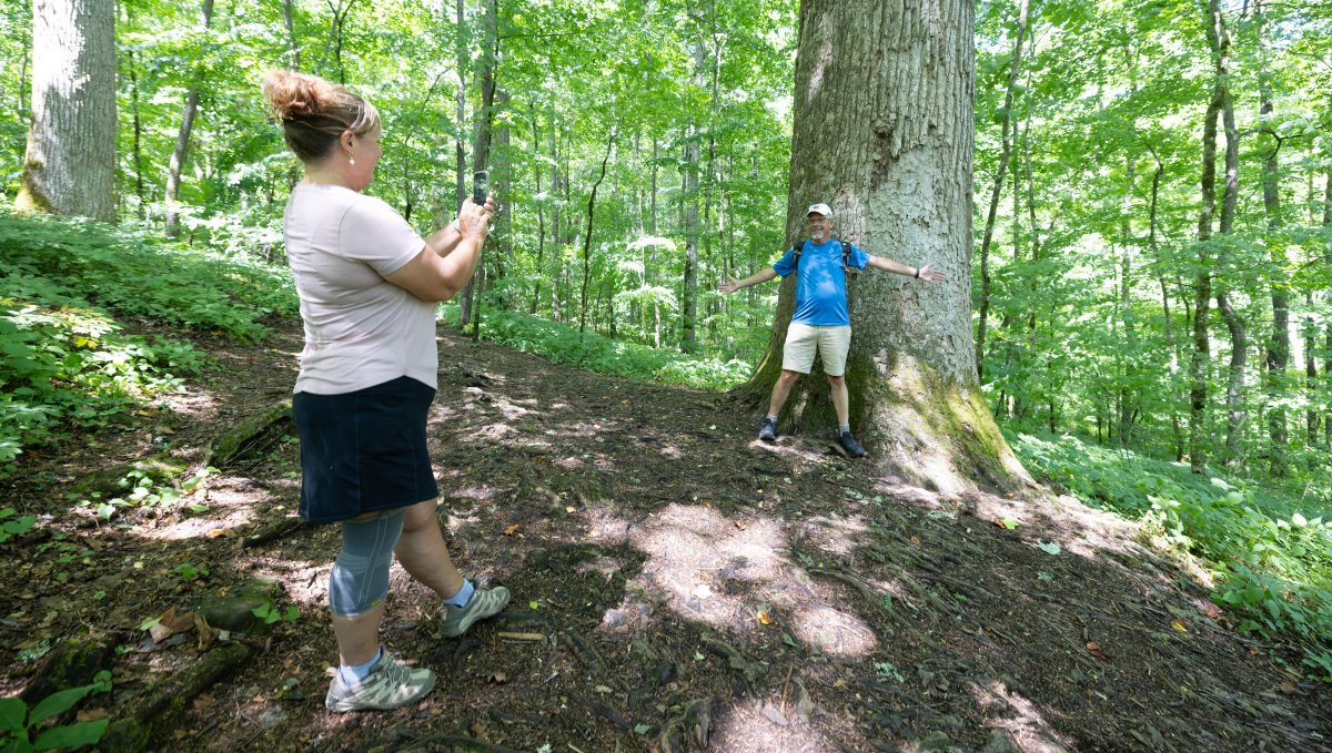 Woman taking photo of man standing in front of large tree in Joyce Kilmer Forest.