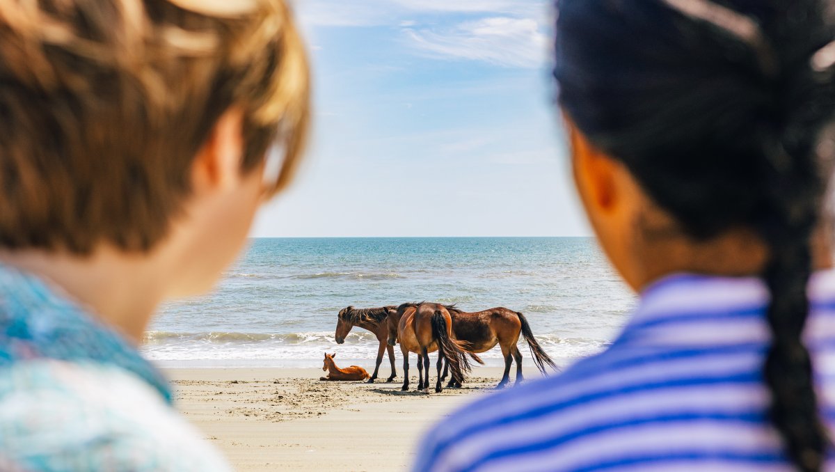 Wild horses and a foal near ocean on beach with two friends out-of-focus in foreground