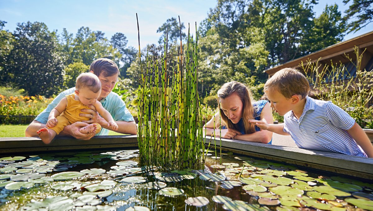 Family of four looking into pod with lily pads at NC Botanical Garden at daytime. 