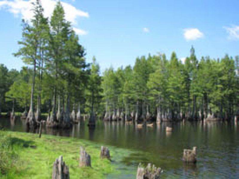 carvers creek location wooly swamp song
