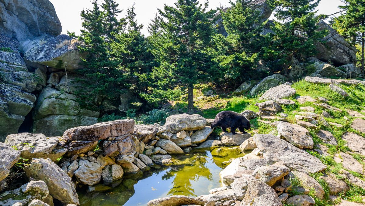 Black bear in Grandfather Mountain Wildlife Habitat on sunny day with trees and rocks and pond
