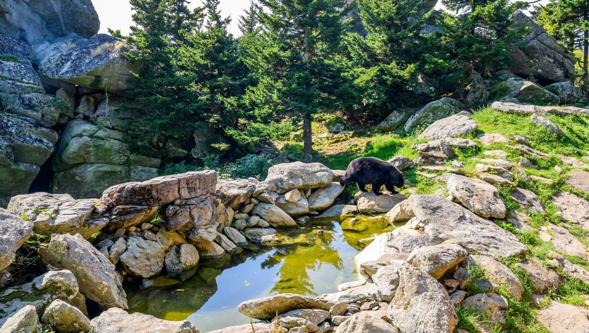 Black bear in Grandfather Mountain Wildlife Habitat on sunny day with trees and rocks and pond