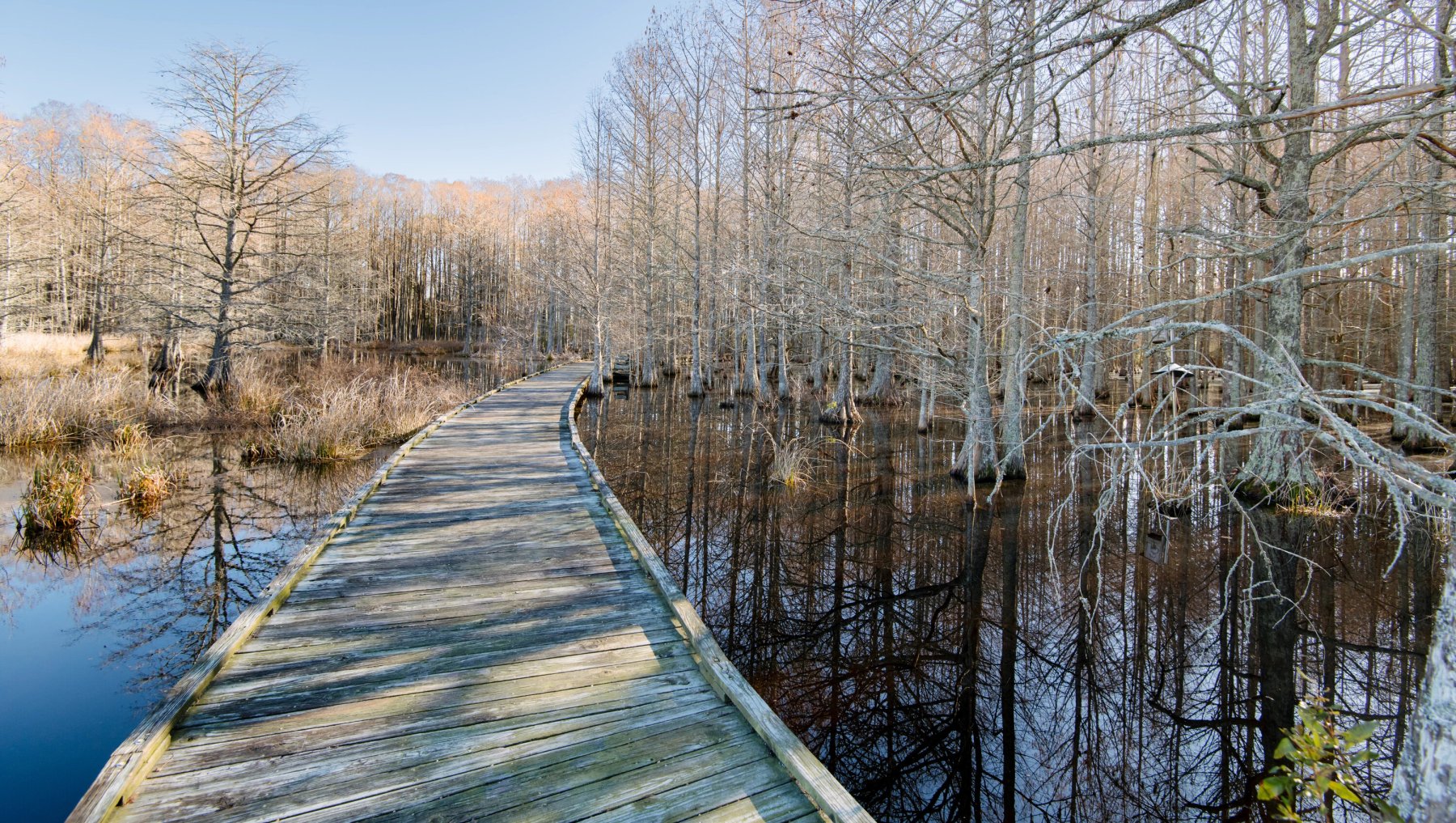 Wooden walking path meandering through winter swamp and frozen trees.