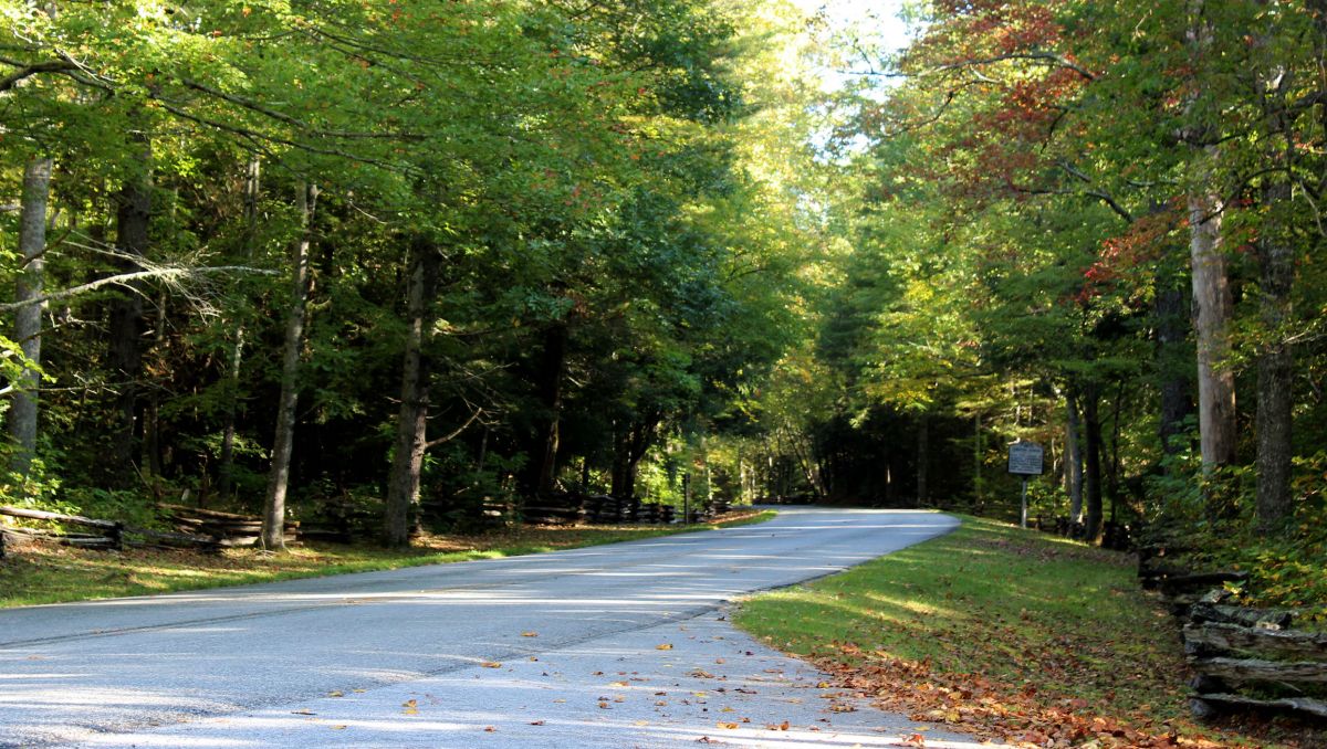 Spot blue ghost fireflies around Asheville in PIsgah, DuPont forests